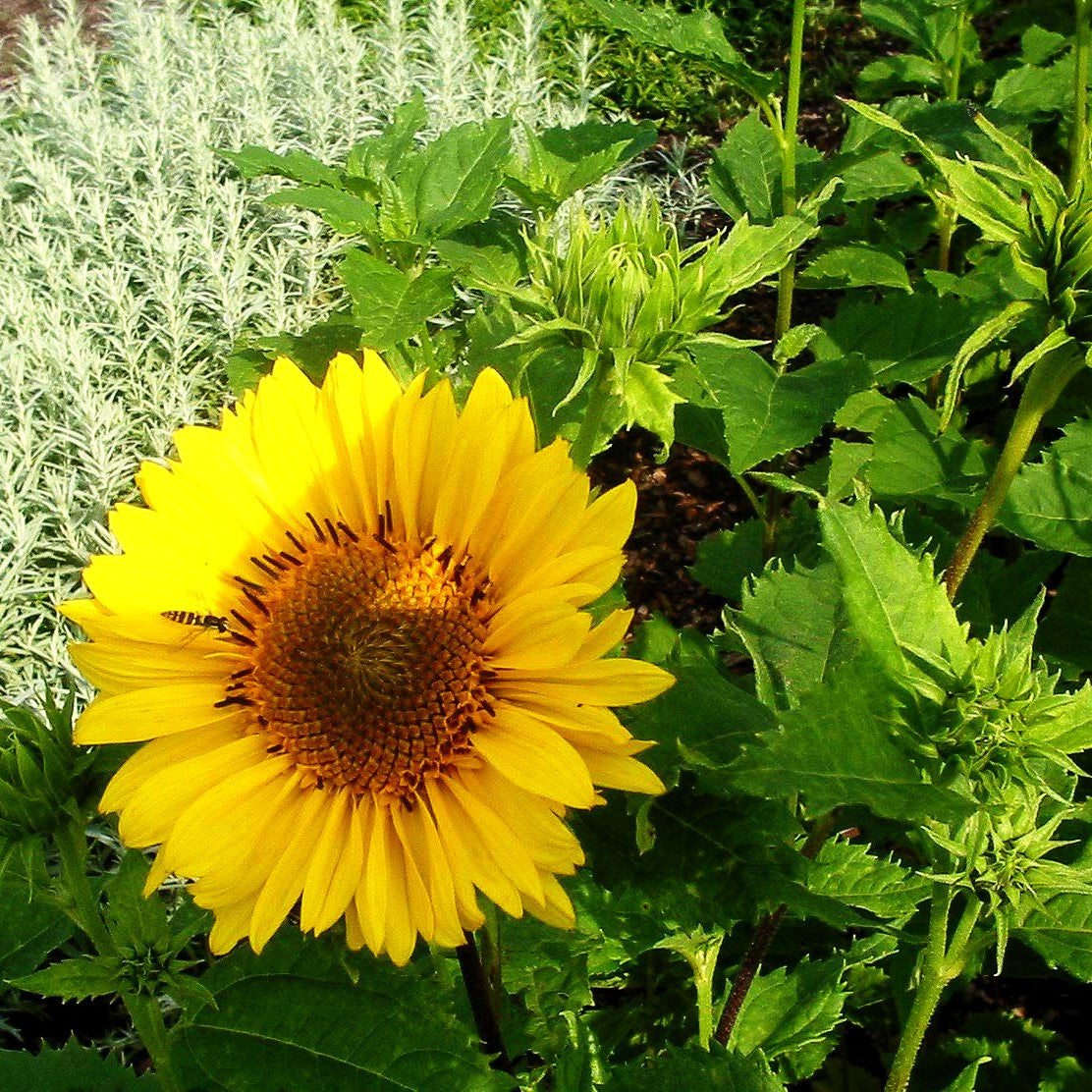 Stauden-Sonnenblume 'Capenoch Star' (Helianthus decapetalus)