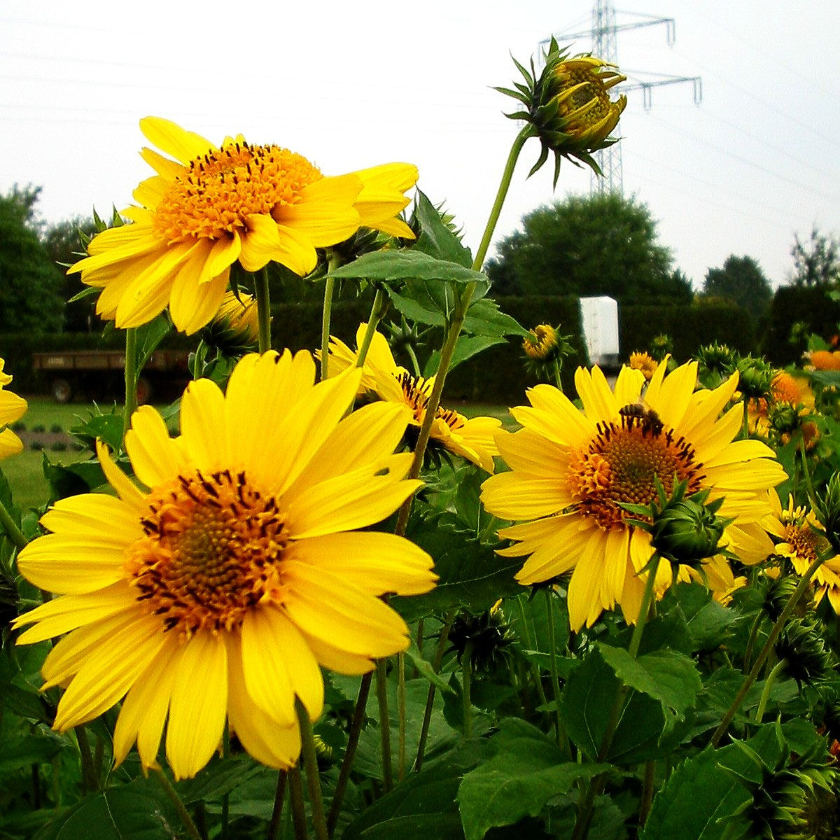 Stauden-Sonnenblume 'Capenoch Star' (Helianthus decapetalus)