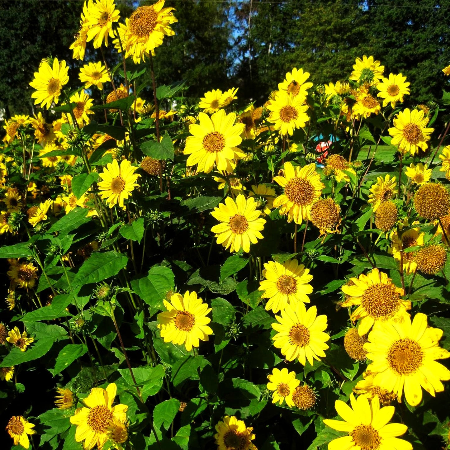 Stauden-Sonnenblume 'Capenoch Star' (Helianthus decapetalus)