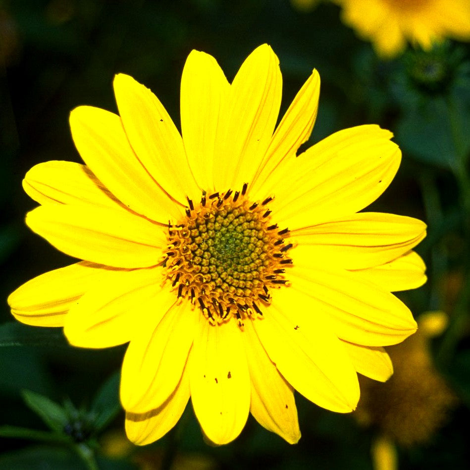 Stauden-Sonnenblume 'Capenoch Star' (Helianthus decapetalus)