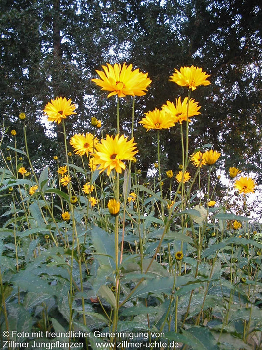 Stauden-Sonnenblume 'Giganteus' (Helianthus atrorubens)
