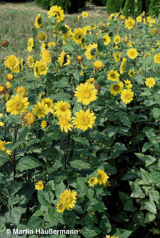 Stauden-Sonnenblume 'Meteor' (Helianthus decapetalus)