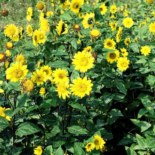 Stauden-Sonnenblume 'Meteor' (Helianthus decapetalus)