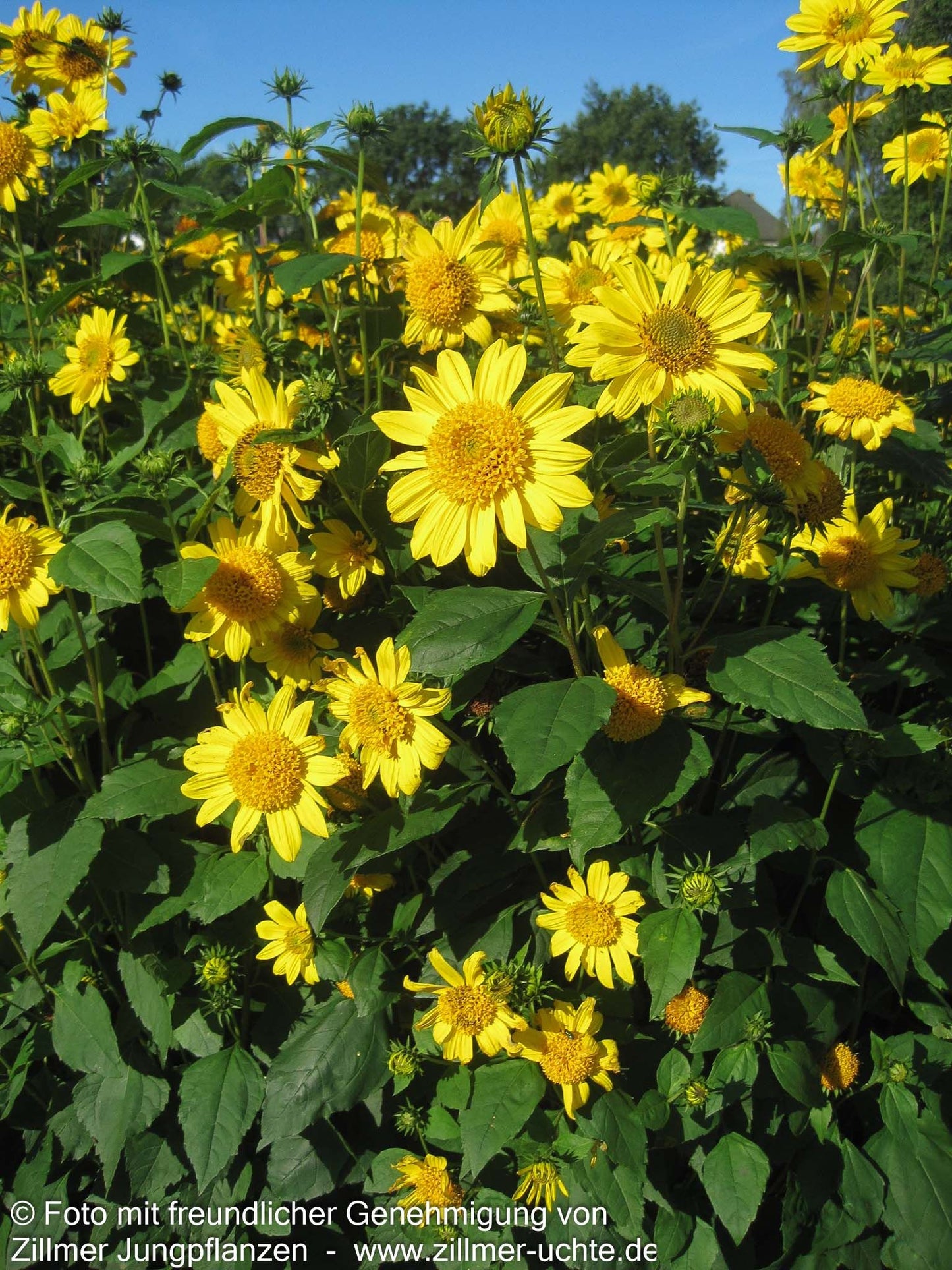 Stauden-Sonnenblume 'Meteor' (Helianthus decapetalus)