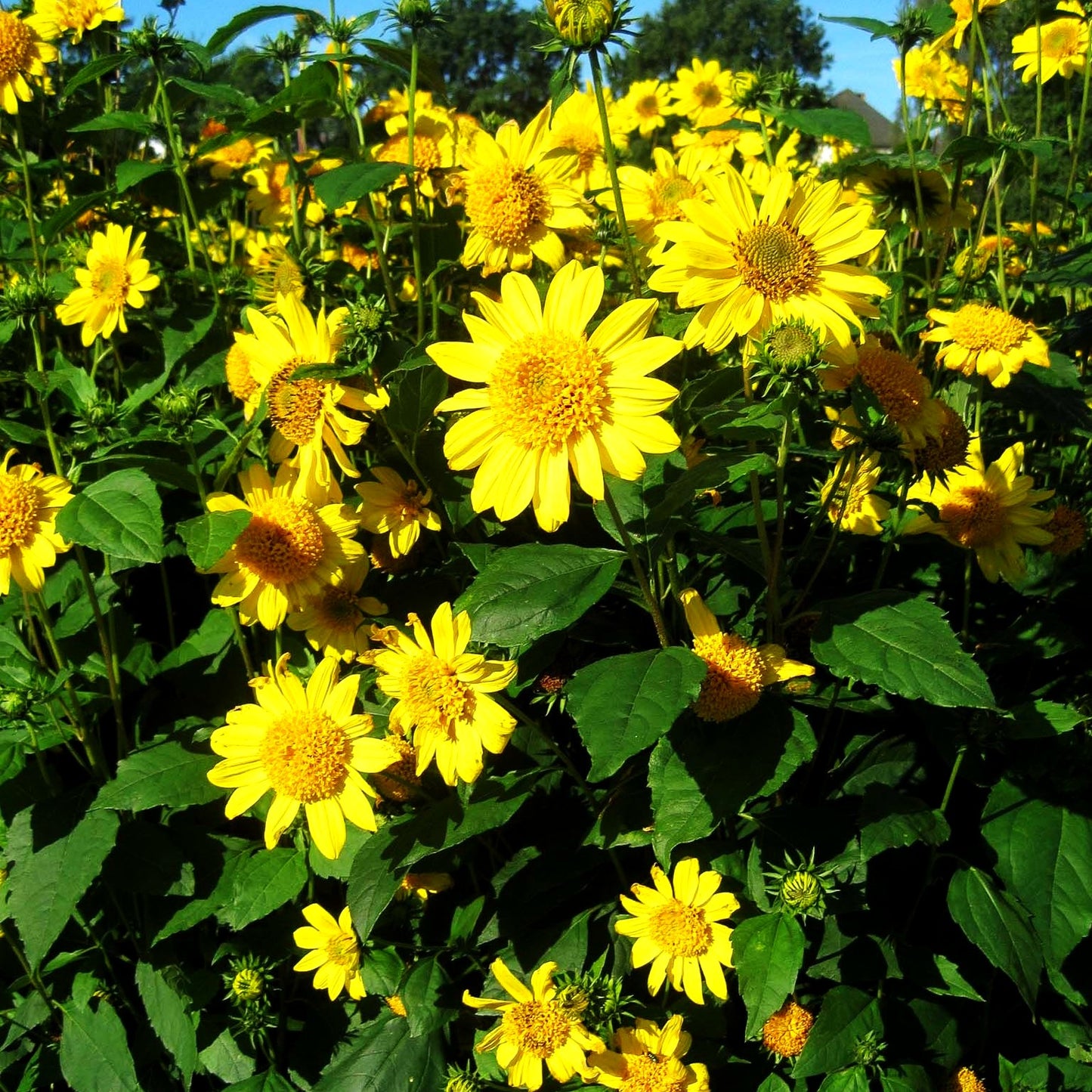 Stauden-Sonnenblume 'Meteor' (Helianthus decapetalus)