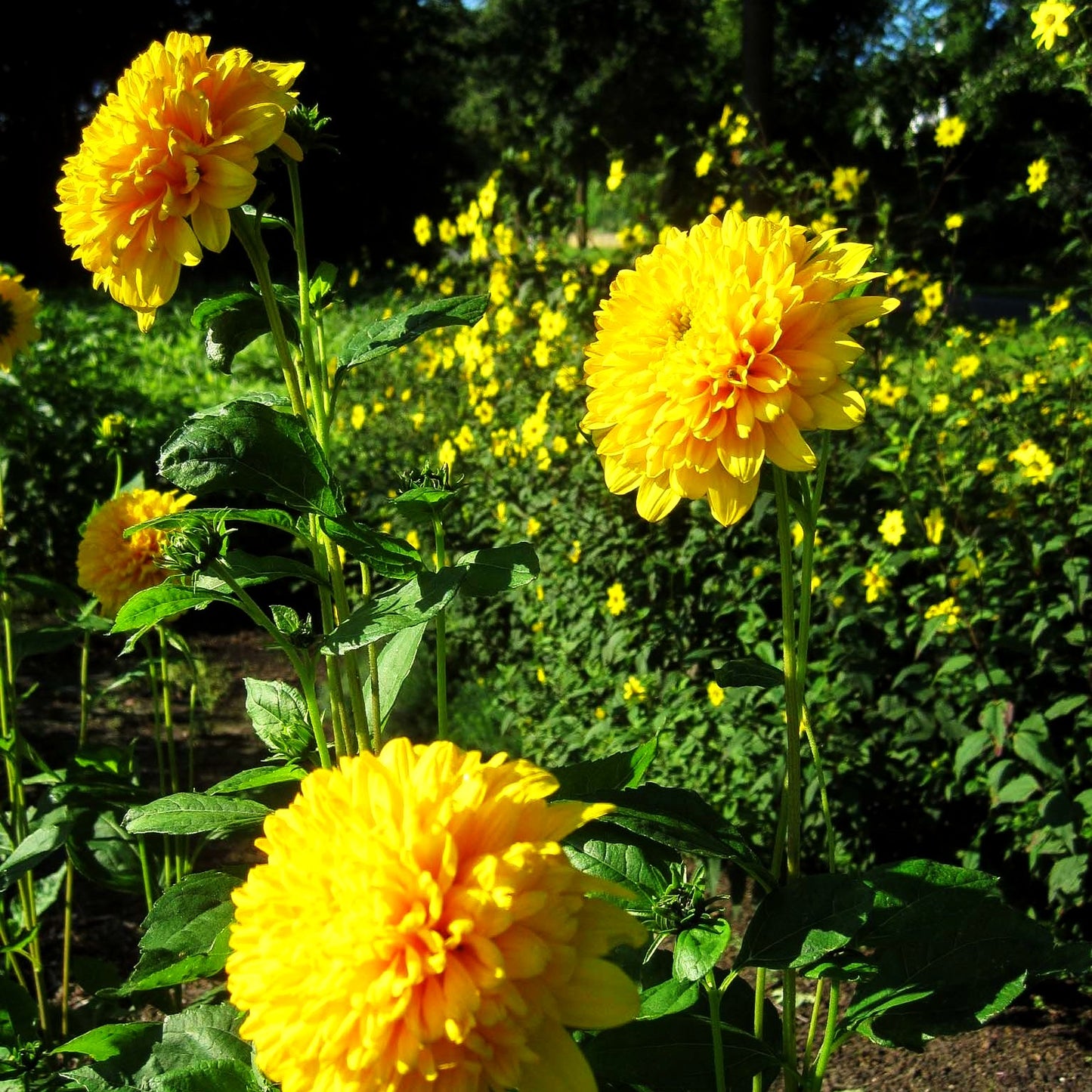Stauden-Sonnenblume 'Soleil d'Or' (Helianthus decapetalus)