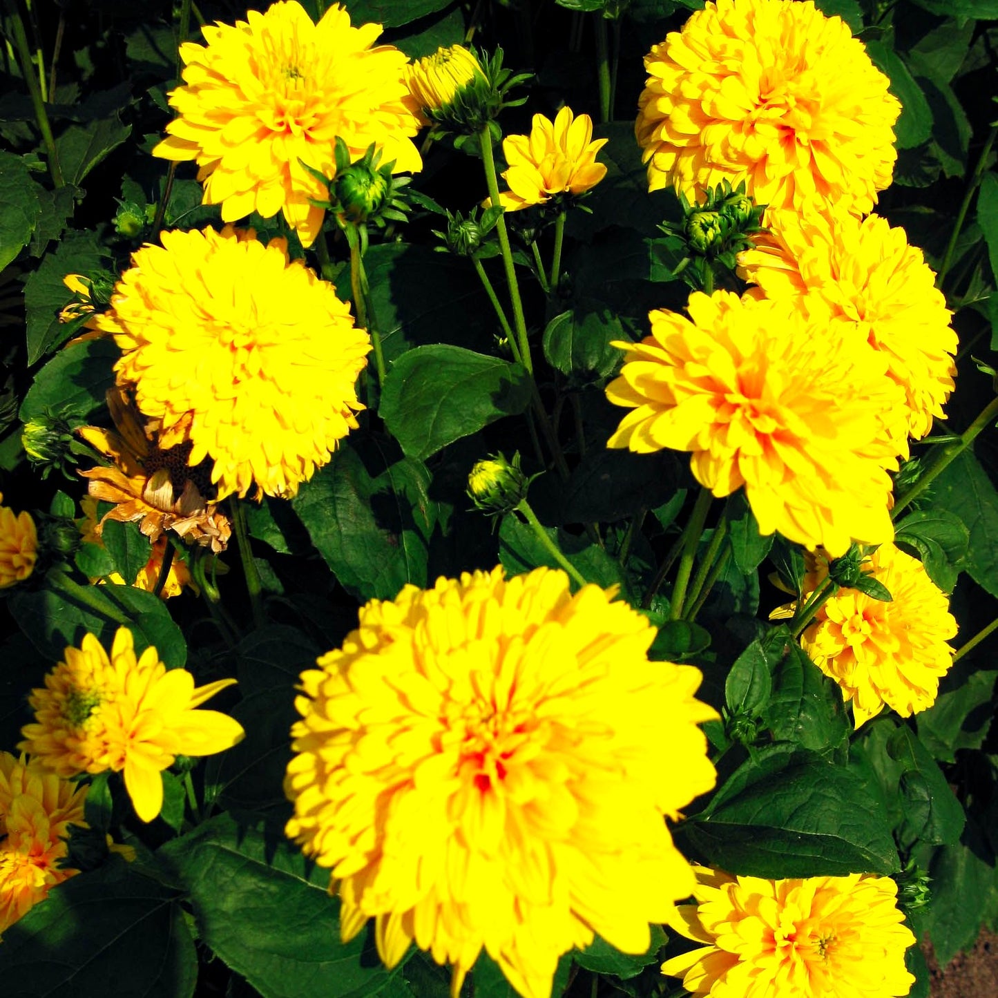 Stauden-Sonnenblume 'Soleil d'Or' (Helianthus decapetalus)