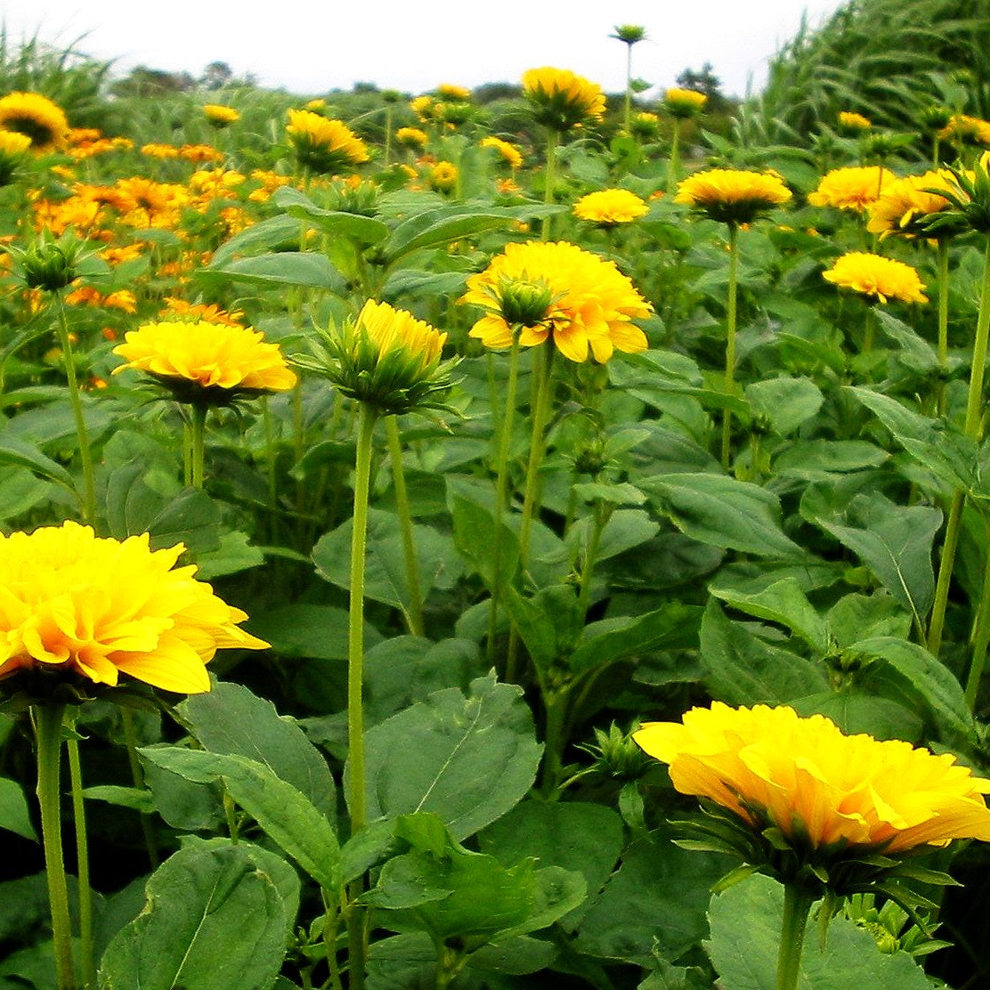 Stauden-Sonnenblume 'Soleil d'Or' (Helianthus decapetalus)