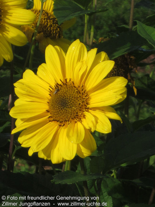 Stauden-Sonnenblume 'Triomphe de Gand' (Helianthus x multifl.)