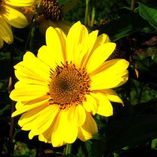 Stauden-Sonnenblume 'Triomphe de Gand' (Helianthus x multifl.)