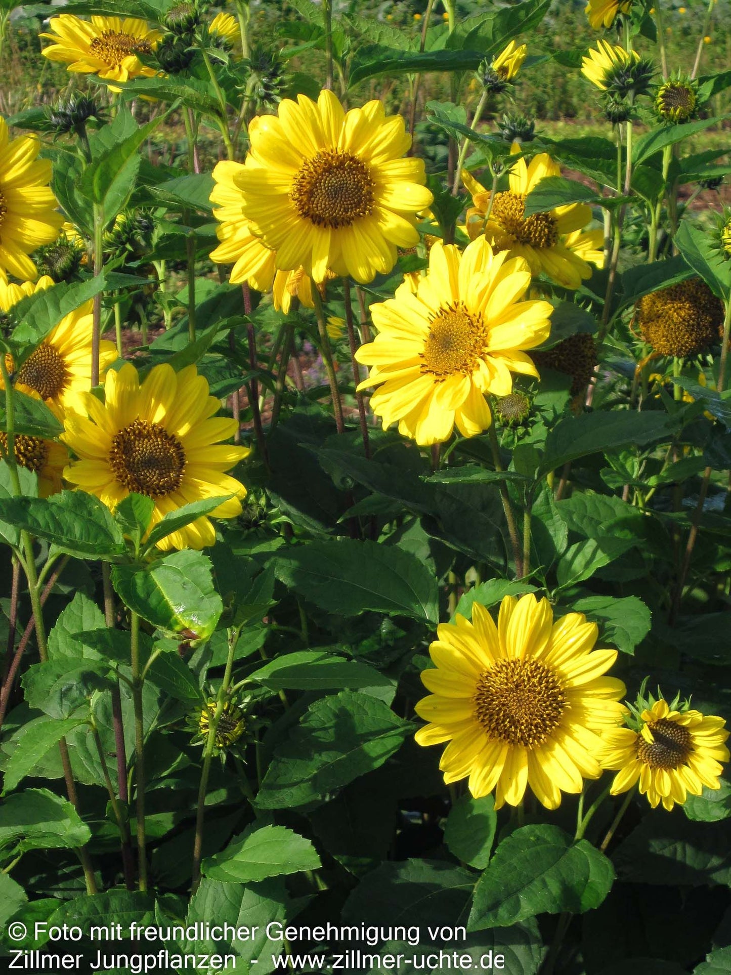 Stauden-Sonnenblume 'Triomphe de Gand' (Helianthus x multifl.)