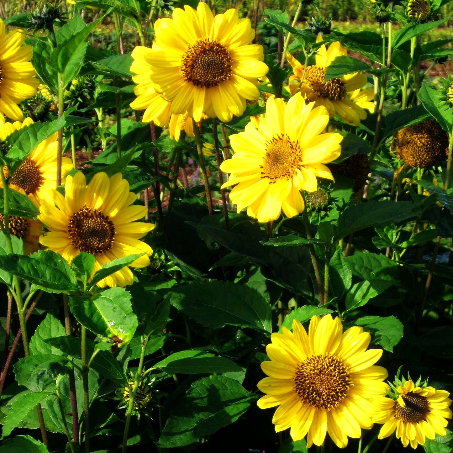 Stauden-Sonnenblume 'Triomphe de Gand' (Helianthus x multifl.)