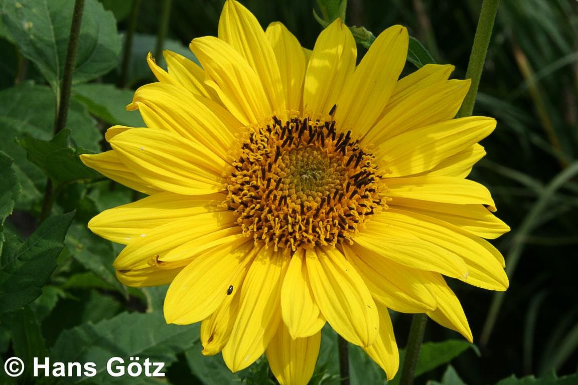Stauden-Sonnenblume 'Triomphe de Gand' (Helianthus x multifl.)