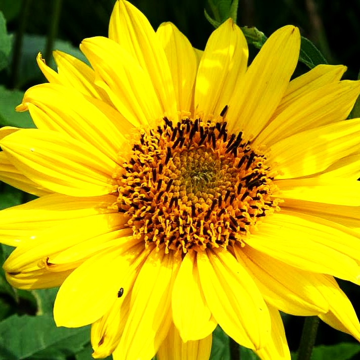 Stauden-Sonnenblume 'Triomphe de Gand' (Helianthus x multifl.)