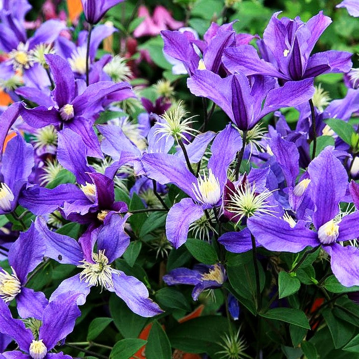 Staudige Waldrebe 'Fukuzono' (Clematis x cult.)