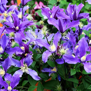 Staudige Waldrebe 'Fukuzono' (Clematis x cult.)