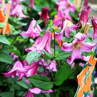 Staudige Waldrebe 'Heather Herschell' (Clematis x diversif.)