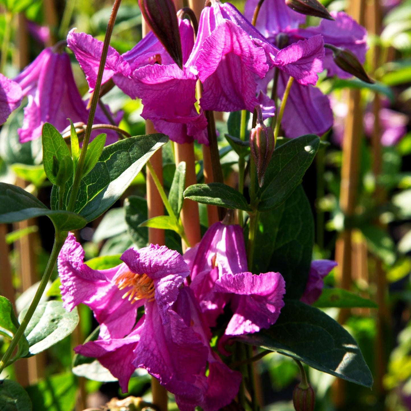 Staudige Waldrebe 'Heather Herschell' (Clematis x diversif.)