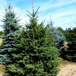 Stech-Fichte (Picea pungens)