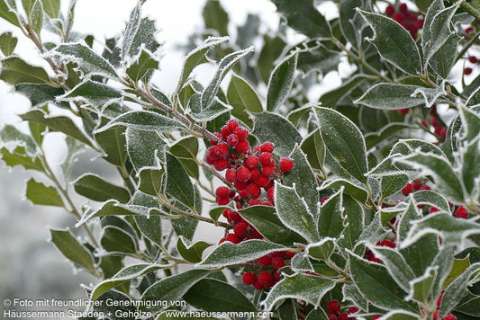 Stechpalme 'Alaska' (Ilex aquifolium)