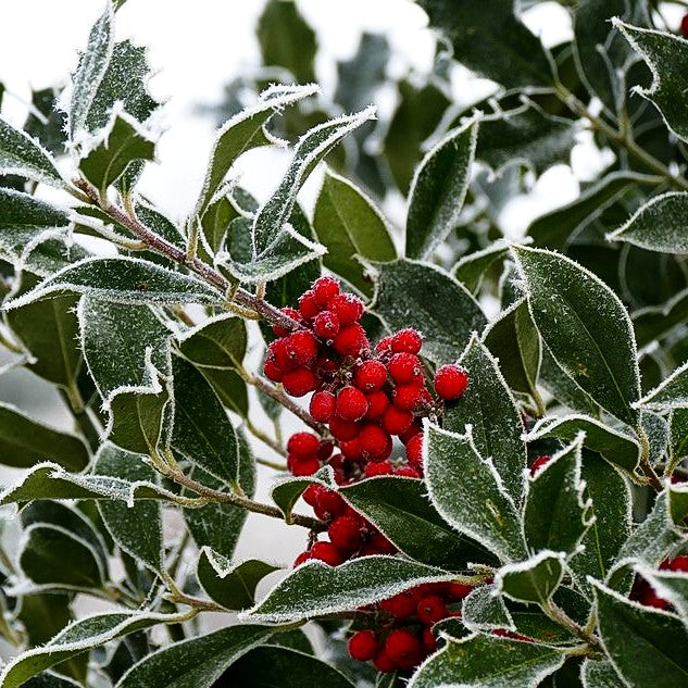 Stechpalme 'Alaska' (Ilex aquifolium)
