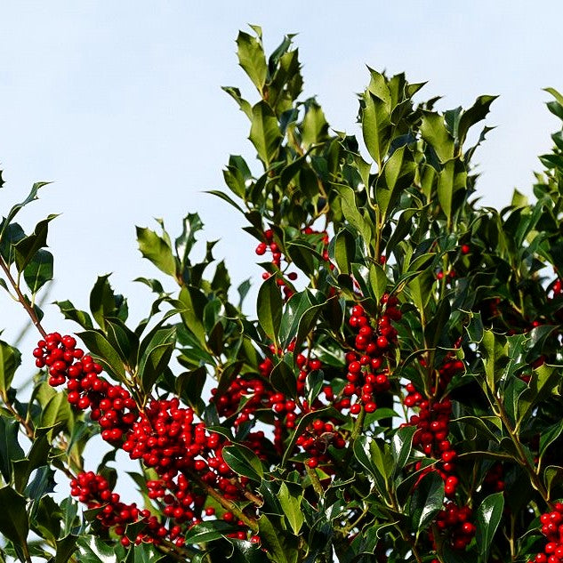 Stechpalme 'Alaska' (Ilex aquifolium)