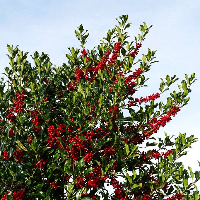 Stechpalme 'Alaska' (Ilex aquifolium)