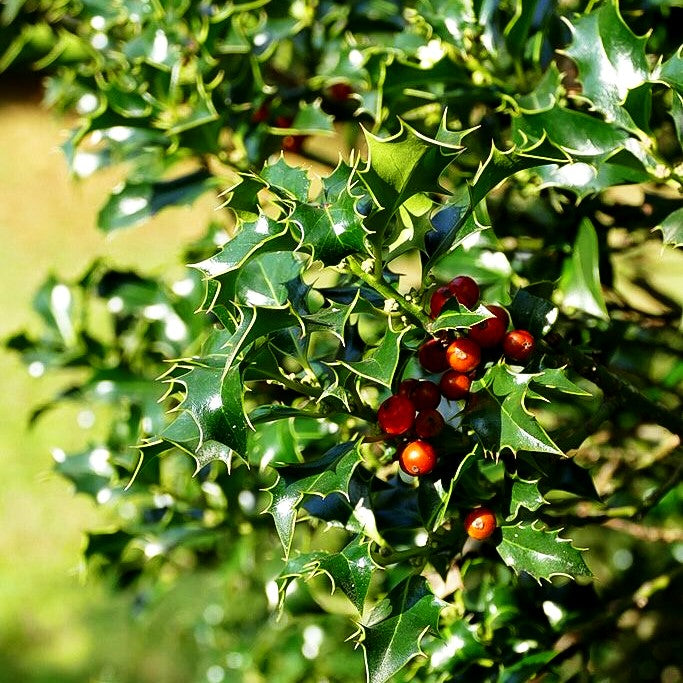 Stechpalme 'Alaska' (Ilex aquifolium)