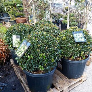 Stechpalme 'Heckenstar' (Ilex x meserveae)