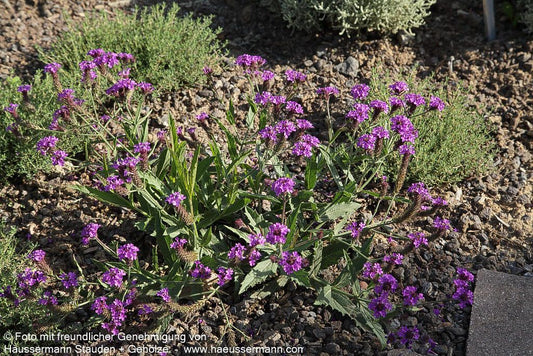 Steifes Eisenkraut (Verbena rigida)