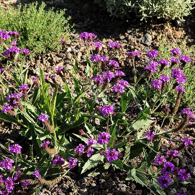 Steifes Eisenkraut (Verbena rigida)