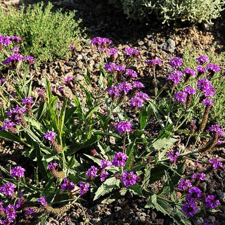 Steifes Eisenkraut (Verbena rigida)