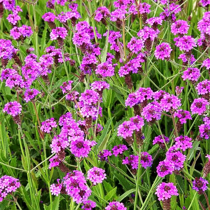 Steifes Eisenkraut (Verbena rigida)