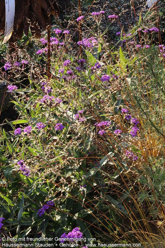 Steifes Eisenkraut (Verbena rigida)