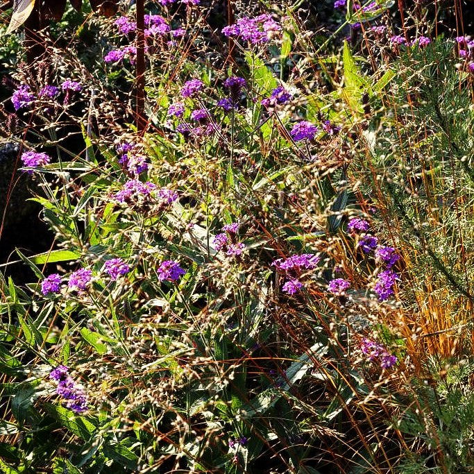 Steifes Eisenkraut (Verbena rigida)