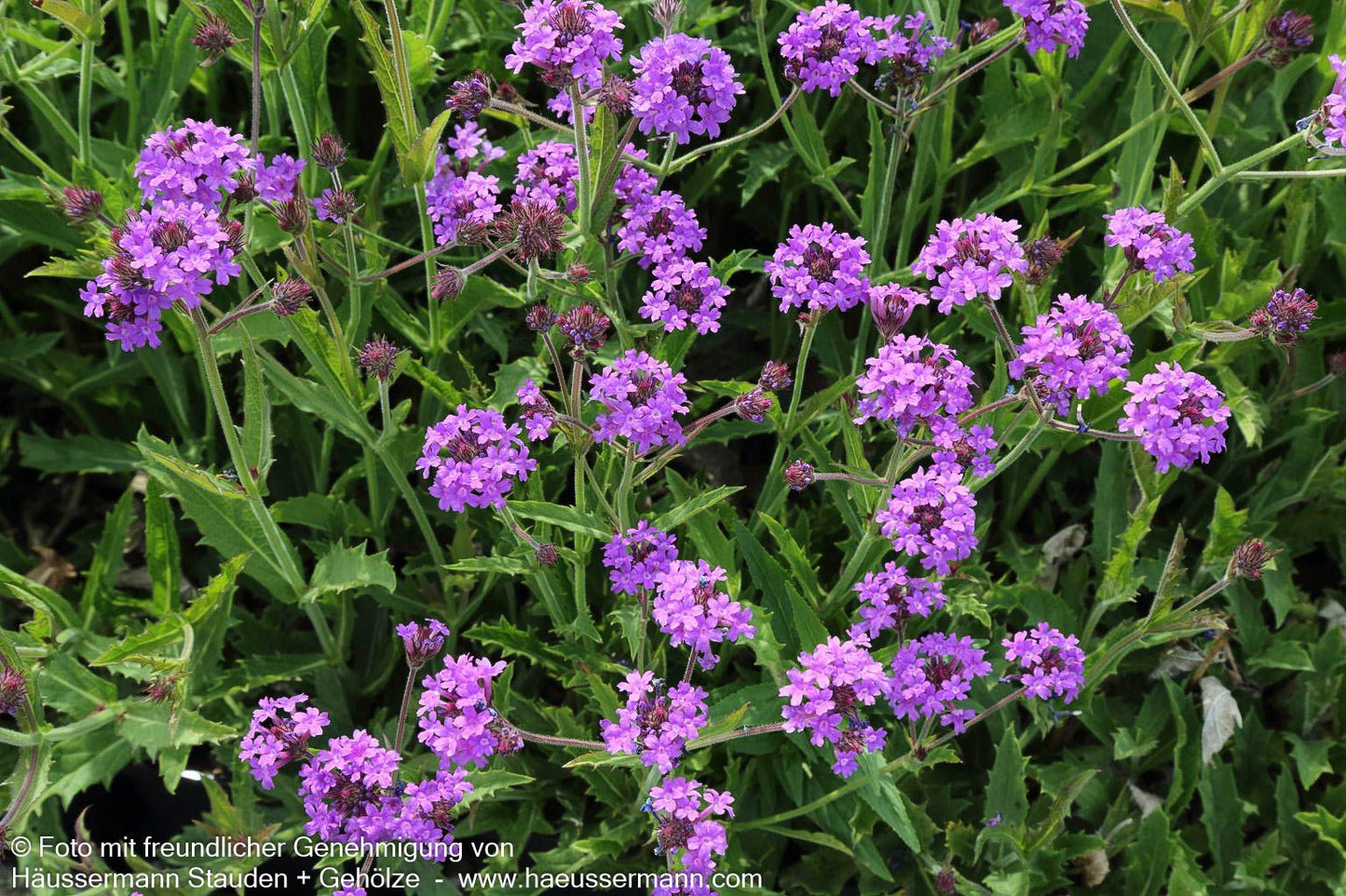 Steifes Eisenkraut (Verbena rigida)