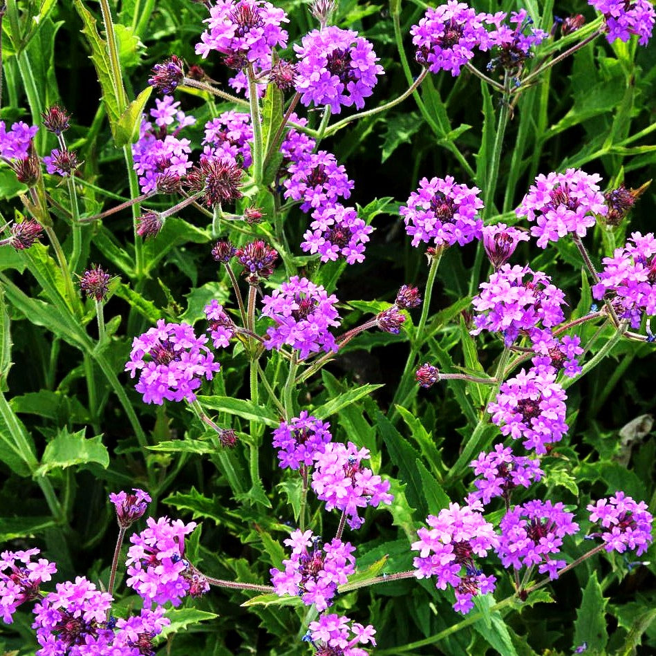 Steifes Eisenkraut (Verbena rigida)