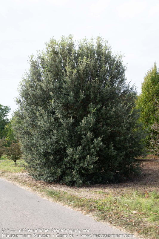 Stein-Eiche (Quercus ilex)