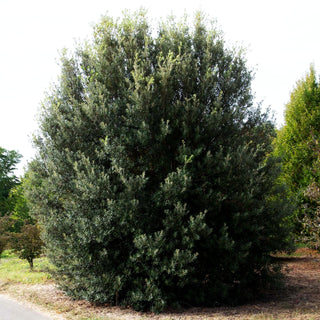 Stein-Eiche (Quercus ilex)