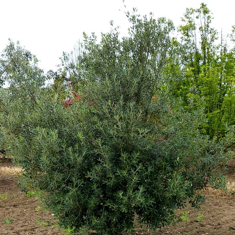 Stein-Eiche (Quercus ilex)
