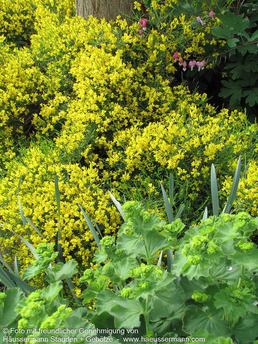 Stein-Ginster (Genista lydia)