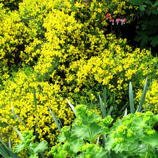 Stein-Ginster (Genista lydia)