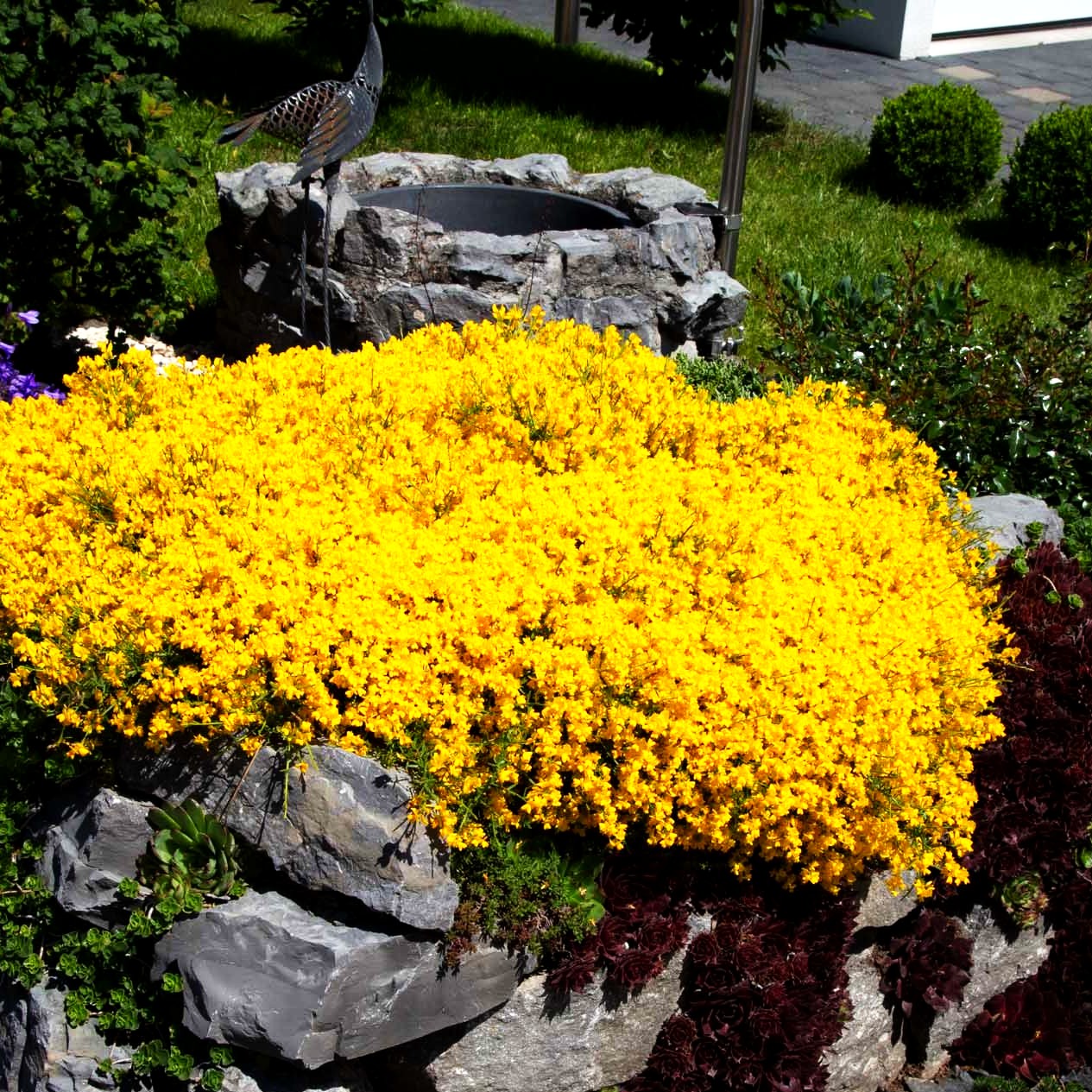 Stein-Ginster (Genista lydia)
