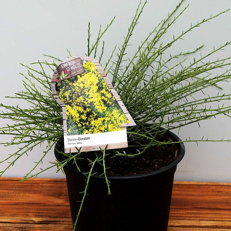 Stein-Ginster (Genista lydia)