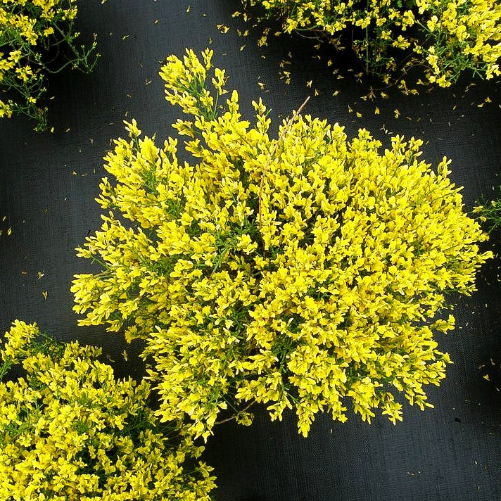 Stein-Ginster (Genista lydia)