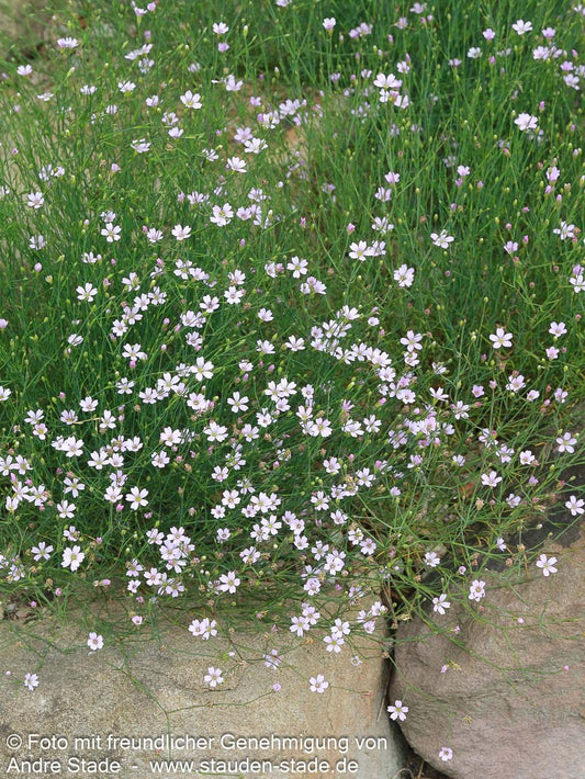 Steinbrech-Felsennelke (Petrorhagia saxifraga)