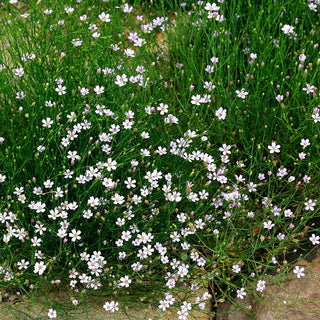 Steinbrech-Felsennelke (Petrorhagia saxifraga)