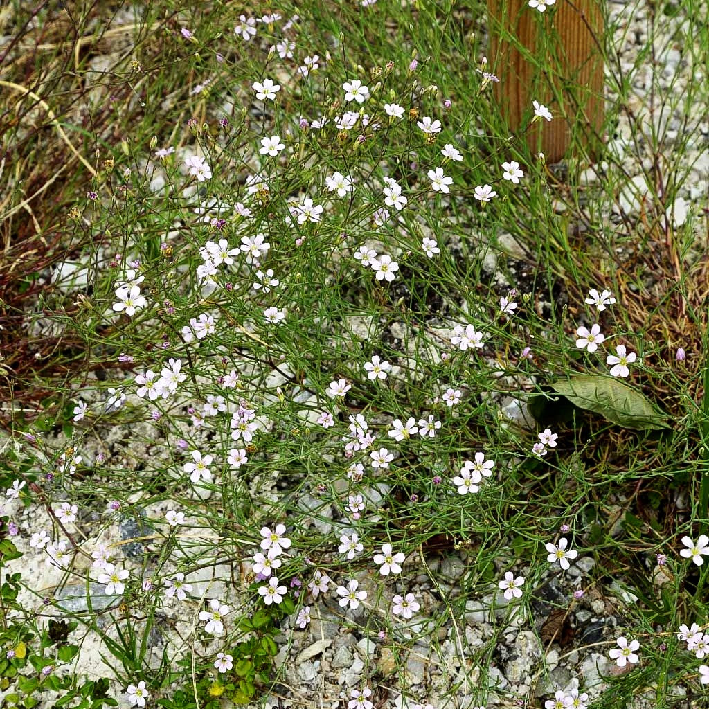 Steinbrech-Felsennelke (Petrorhagia saxifraga)
