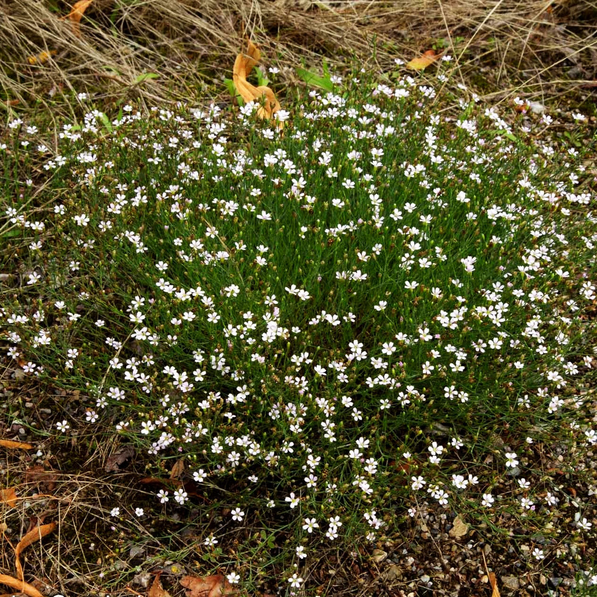 Steinbrech-Felsennelke (Petrorhagia saxifraga)