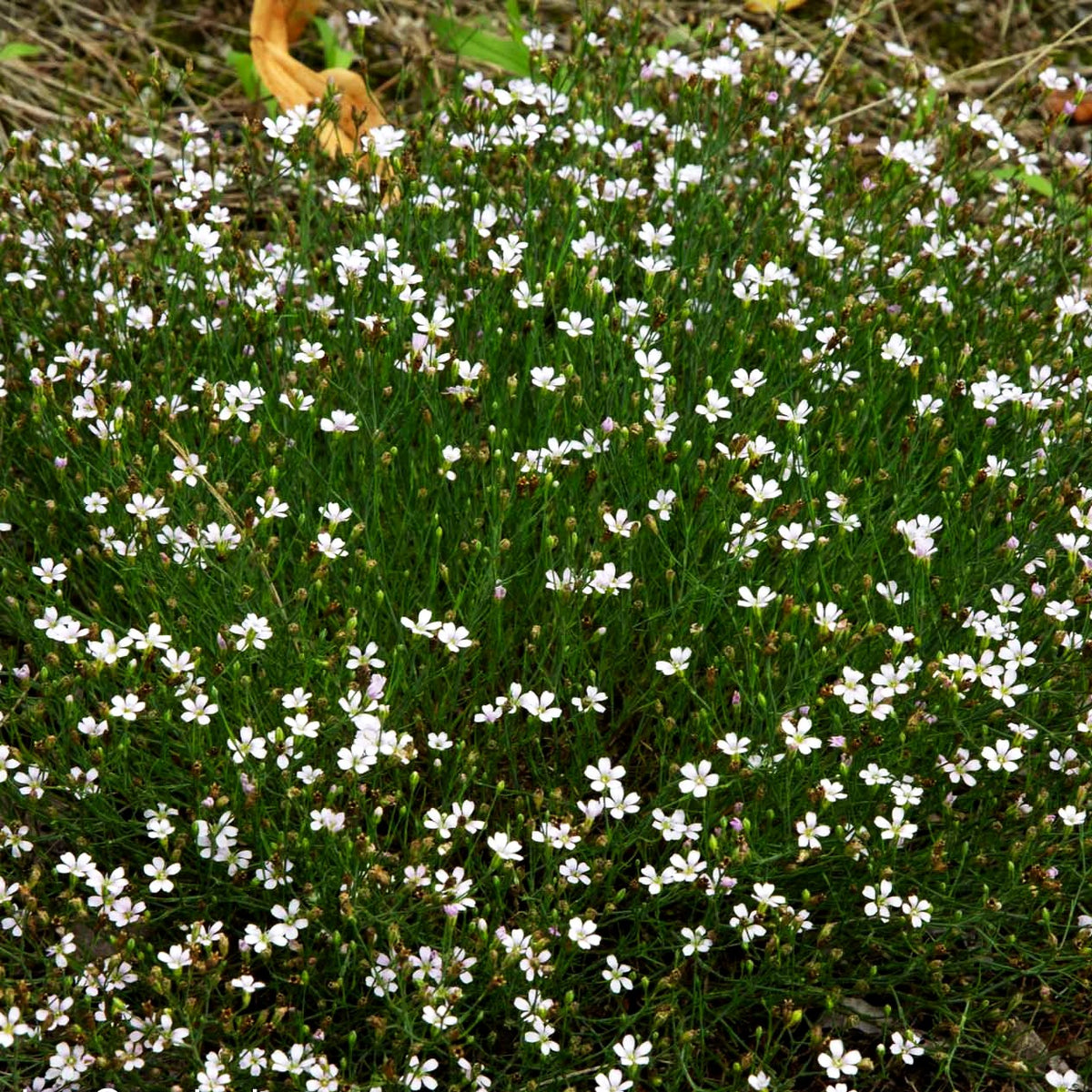 Steinbrech-Felsennelke (Petrorhagia saxifraga)